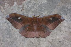 Antheraea jana