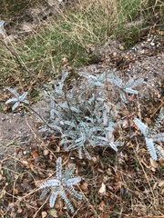 Astragalus trichopodus antisellii