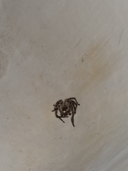 Polybetes pythagoricus