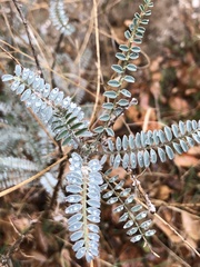 Astragalus trichopodus antisellii