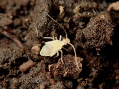 Caeciliusidae