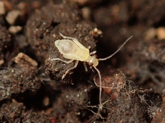 Caeciliusidae