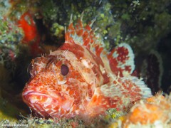 Scorpaena canariensis