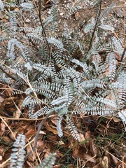 Astragalus trichopodus antisellii