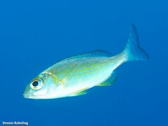 Spondyliosoma cantharus