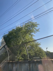 Robinia pseudoacacia