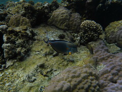 Acanthurus sohal