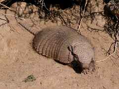 Chaetophractus villosus