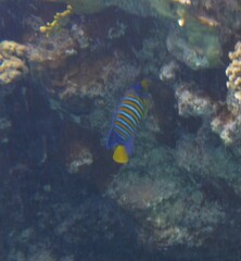 Pygoplites diacanthus