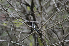 Heliomaster longirostris