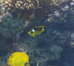 Chaetodon fasciatus
