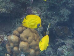 Chaetodon semilarvatus