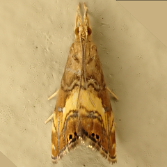 Glaucocharis chrysochyta