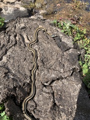 Thamnophis elegans elegans