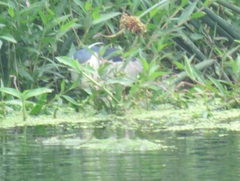 Nycticorax nycticorax nycticorax