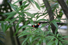 Heliconius erato adana