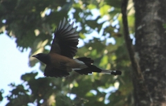Dendrocitta vagabunda