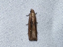 Bactra