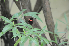 Heliconius erato adana