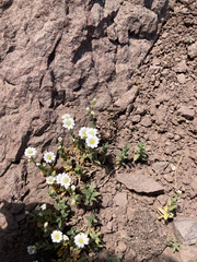 Cerastium arvense