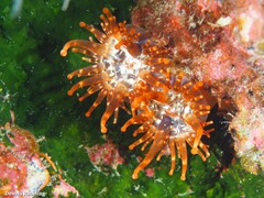 Telmatactis cricoides