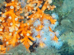 Dendrophyllia ramea