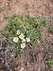 Calandrinia affinis