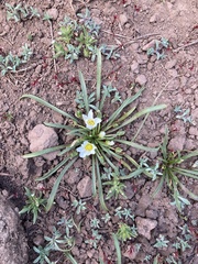 Calandrinia affinis