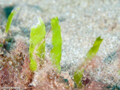 Caulerpa prolifera