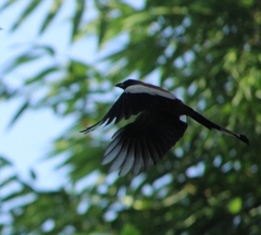 Dendrocitta vagabunda