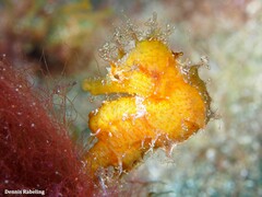 Hippocampus hippocampus