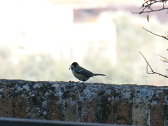Parus major
