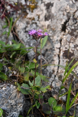 Saussurea ussuriensis