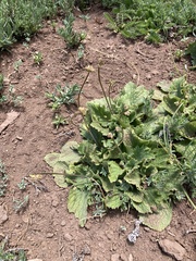 Calceolaria filicaulis luxurians