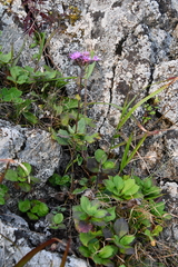 Saussurea ussuriensis