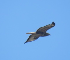 Buteo buteo vulpinus