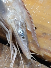 Penaeus kerathurus