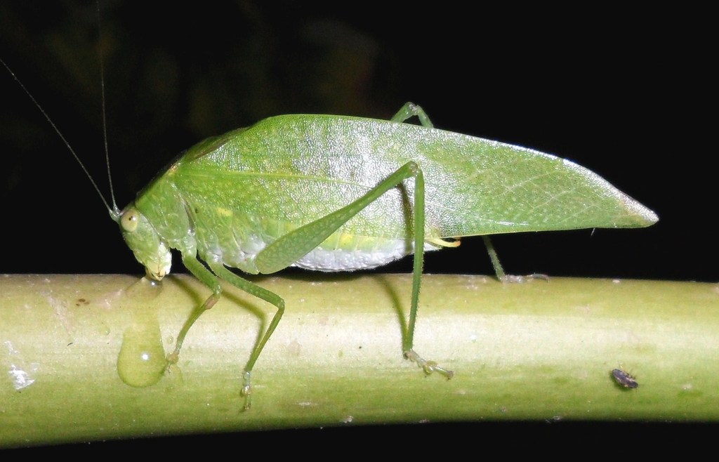 Phoebolampta excellens