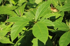 Terminalia bellirica