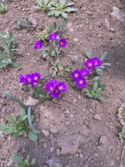 Montiopsis potentilloides