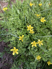 Ranunculus peduncularis