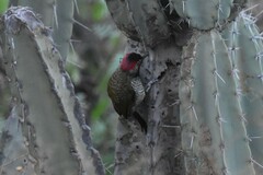 Colaptes atricollis