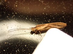 Micromus bifasciatus