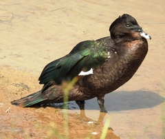 Cairina moschata