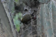 Colaptes atricollis