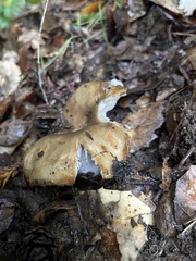 Russula fragrantissima