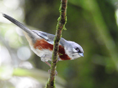 Castanozoster thoracicus