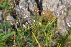 Gypsophila pacifica