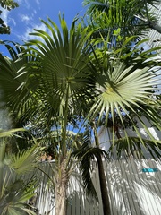 Thrinax radiata