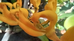 Mormodes cozticxochitl